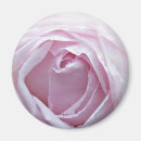 Sök efter rosa ros kort magneter Blommigt