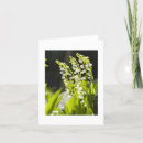 Sök efter liljekonvalj kort Människor (allmänt)