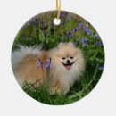 Sök efter pomeranian julgransprydnader Dvärg spitz