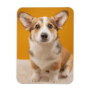 Sök efter corgi magneter Drottningelizabeth's