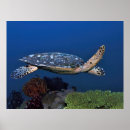Sök efter hawksbill Natur