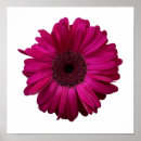 Sök efter rosa gerbera posters Blommor