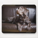 Sök efter chokladlabrador retriever Skjuten studio