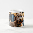 Sök efter labradoodles Människor (allmänt)
