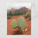 Sök efter kaktus för prickly Arizona
