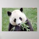 Sök efter jätte panda posters Djur