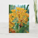 Sök efter milkweed kort Blommor