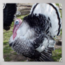 Sök efter vildkalkon Thanksgiving
