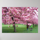 Sök efter körsbärsröda blommar posters Japan