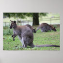 Sök efter vallaby Kangaroo