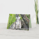 Sök efter lemur kort Fotografi
