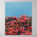 Sök efter bougainvillea fotografi Blommigt