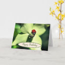 Sök efter ladybug fotografi Födelsedag