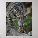 Sök efter fördunklar posters Leopard
