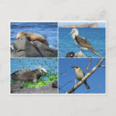 Sök efter galapagos vykort Säl