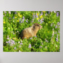 Sök efter marmota posters Däggdjur