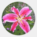 Sök efter dagdrömmarelilja Blommor