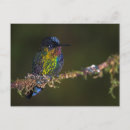 Sök efter annan fotografi Hummingbird