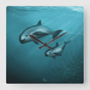 Sök efter porpoise Vaquita