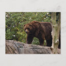 Sök efter grizzly vykort Mamma