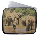 Sök efter afrikansk elefant laptop skal Adam jones