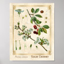 Sök efter botanical posters Botaniskt