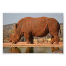 Sök efter rhinos konst Safari
