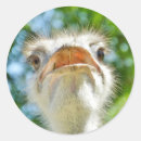 Sök efter roliga ostriches Roligt