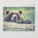 Sök efter grizzly vykort Unge