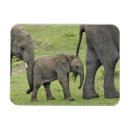Sök efter elefant magneter Baby