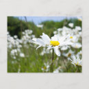 Sök efter leucanthemum Leucanthemum vulgare