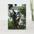 Sök efter apa kort Djur