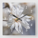 Sök efter magnolia fotografi Blommigt