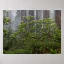 Sök efter rhododendron posters Skog