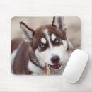Sök efter husky elektronik Valp