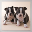 Sök efter boston terrier fotografi Liten