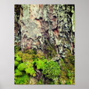 Sök efter moss posters Botanisk