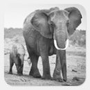 Sök efter kalv klistermärken Afrikansk elefant