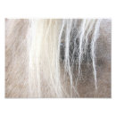 Sök efter inkvarterar posters Equine