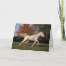 Sök efter arabisk hingst vykort Häst