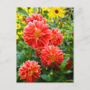 Sök efter röd dahlia Blommig