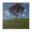 Sök efter japanskt träd kakelplattor Blommor