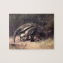 Sök efter anteater Regnskogar