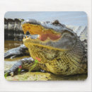 Sök efter alligator musmattor Reptiler