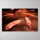 Sök efter cellbiologi posters Förstoring