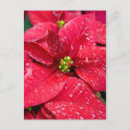 Sök efter poinsetta Blommigt