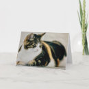 Sök efter kattfoto kort Calicocat