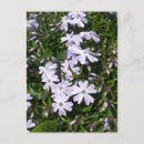 Sök efter lite lilor fotografi Blommigt