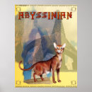 Sök efter abyssinian posters Kattdjur