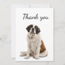 Sök efter st bernard kort Hund